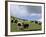 Herd of Yak, Including a White Yak, Lake Son-Kul, Kyrgyzstan, Central Asia-Upperhall-Framed Photographic Print