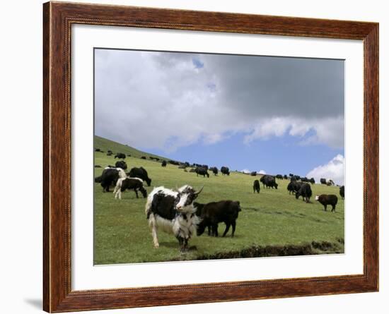 Herd of Yak, Including a White Yak, Lake Son-Kul, Kyrgyzstan, Central Asia-Upperhall-Framed Photographic Print