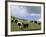 Herd of Yak, Including a White Yak, Lake Son-Kul, Kyrgyzstan, Central Asia-Upperhall-Framed Photographic Print