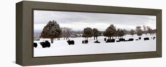 Herd of Yaks (Bos Grunniens) on Snow Covered Landscape, Taos County, New Mexico, Usa-null-Framed Premier Image Canvas