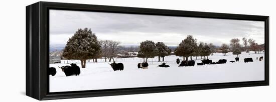Herd of Yaks (Bos Grunniens) on Snow Covered Landscape, Taos County, New Mexico, Usa-null-Framed Premier Image Canvas