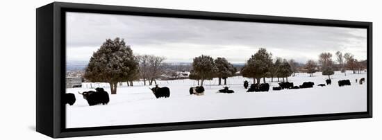 Herd of Yaks (Bos Grunniens) on Snow Covered Landscape, Taos County, New Mexico, Usa-null-Framed Premier Image Canvas