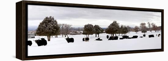 Herd of Yaks (Bos Grunniens) on Snow Covered Landscape, Taos County, New Mexico, Usa-null-Framed Premier Image Canvas