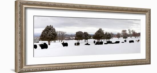 Herd of Yaks (Bos Grunniens) on Snow Covered Landscape, Taos County, New Mexico, Usa-null-Framed Photographic Print