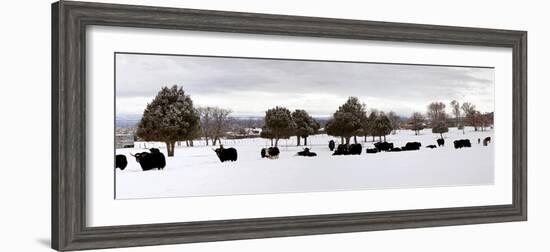 Herd of Yaks (Bos Grunniens) on Snow Covered Landscape, Taos County, New Mexico, Usa-null-Framed Photographic Print