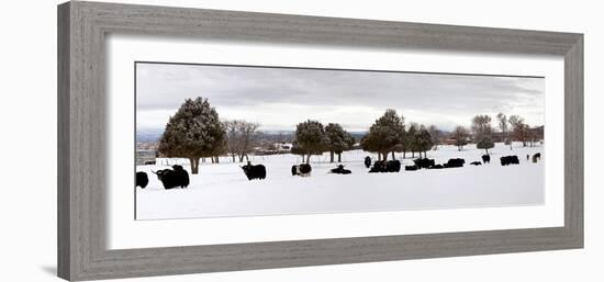 Herd of Yaks (Bos Grunniens) on Snow Covered Landscape, Taos County, New Mexico, Usa--Framed Photographic Print