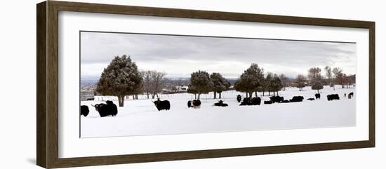 Herd of Yaks (Bos Grunniens) on Snow Covered Landscape, Taos County, New Mexico, Usa--Framed Photographic Print