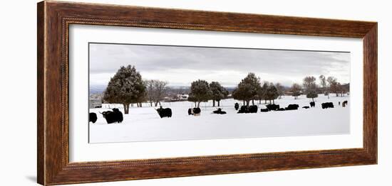 Herd of Yaks (Bos Grunniens) on Snow Covered Landscape, Taos County, New Mexico, Usa-null-Framed Photographic Print