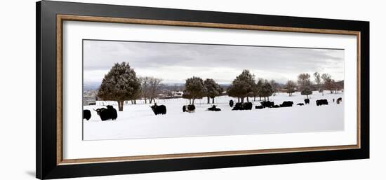 Herd of Yaks (Bos Grunniens) on Snow Covered Landscape, Taos County, New Mexico, Usa-null-Framed Photographic Print