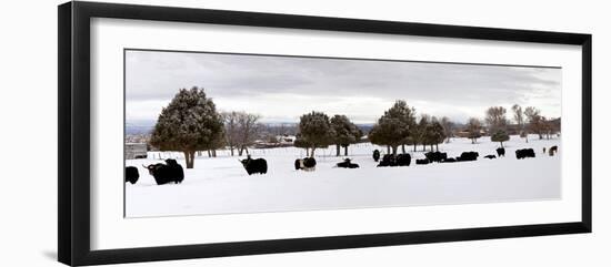 Herd of Yaks (Bos Grunniens) on Snow Covered Landscape, Taos County, New Mexico, Usa-null-Framed Photographic Print