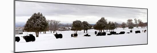Herd of Yaks (Bos Grunniens) on Snow Covered Landscape, Taos County, New Mexico, Usa-null-Mounted Photographic Print