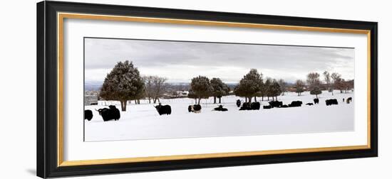 Herd of Yaks (Bos Grunniens) on Snow Covered Landscape, Taos County, New Mexico, Usa-null-Framed Photographic Print