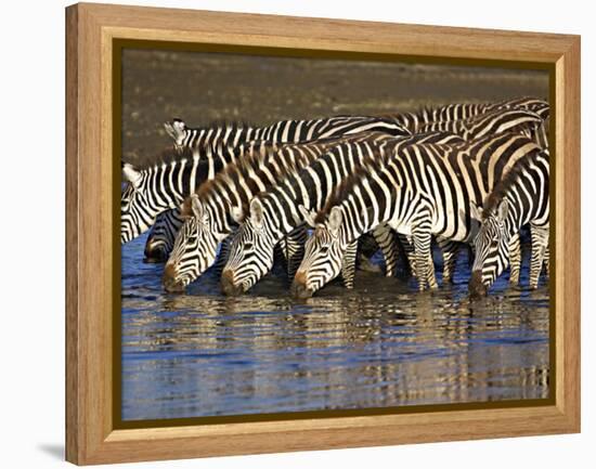 Herd of Zebras Drinking Water, Ngorongoro Conservation Area, Arusha Region-null-Framed Premier Image Canvas