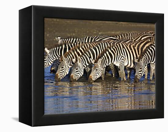 Herd of Zebras Drinking Water, Ngorongoro Conservation Area, Arusha Region-null-Framed Premier Image Canvas
