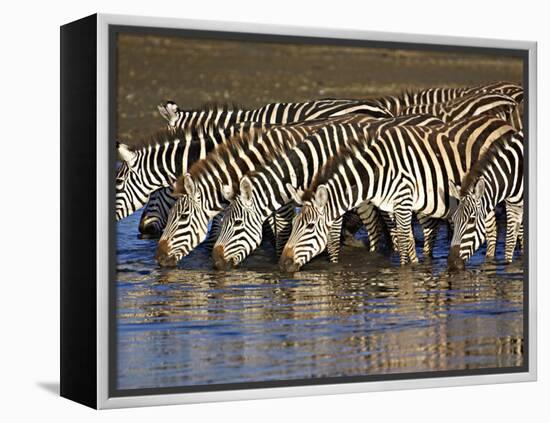 Herd of Zebras Drinking Water, Ngorongoro Conservation Area, Arusha Region-null-Framed Premier Image Canvas