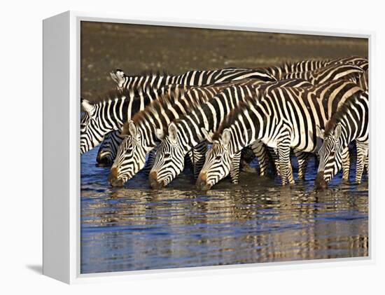 Herd of Zebras Drinking Water, Ngorongoro Conservation Area, Arusha Region-null-Framed Premier Image Canvas