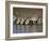 Herd of Zebras Drinking Water, Ngorongoro Conservation Area, Arusha Region-null-Framed Photographic Print