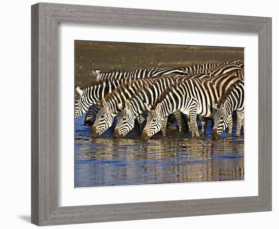 Herd of Zebras Drinking Water, Ngorongoro Conservation Area, Arusha Region-null-Framed Photographic Print