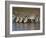 Herd of Zebras Drinking Water, Ngorongoro Conservation Area, Arusha Region-null-Framed Photographic Print