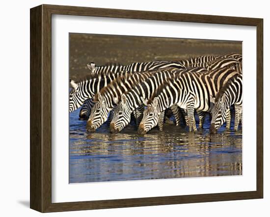 Herd of Zebras Drinking Water, Ngorongoro Conservation Area, Arusha Region-null-Framed Photographic Print