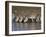 Herd of Zebras Drinking Water, Ngorongoro Conservation Area, Arusha Region-null-Framed Photographic Print