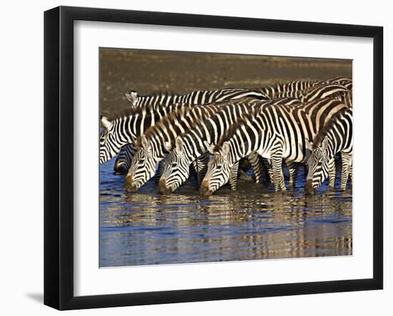 Herd of Zebras Drinking Water, Ngorongoro Conservation Area, Arusha Region-null-Framed Photographic Print