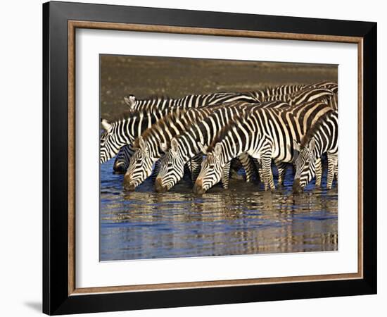 Herd of Zebras Drinking Water, Ngorongoro Conservation Area, Arusha Region-null-Framed Photographic Print