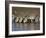 Herd of Zebras Drinking Water, Ngorongoro Conservation Area, Arusha Region-null-Framed Photographic Print