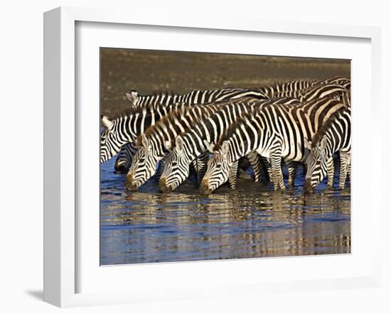 Herd of Zebras Drinking Water, Ngorongoro Conservation Area, Arusha Region-null-Framed Photographic Print