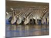 Herd of Zebras Drinking Water, Ngorongoro Conservation Area, Arusha Region-null-Mounted Photographic Print