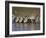 Herd of Zebras Drinking Water, Ngorongoro Conservation Area, Arusha Region-null-Framed Photographic Print