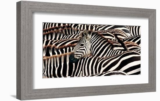 Herd of zebras-Pangea Images-Framed Art Print