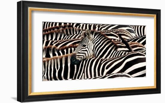 Herd of zebras-Pangea Images-Framed Art Print