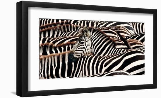 Herd of zebras-Pangea Images-Framed Art Print