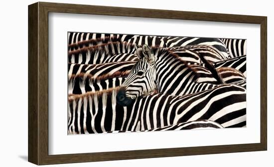 Herd of zebras-Pangea Images-Framed Art Print