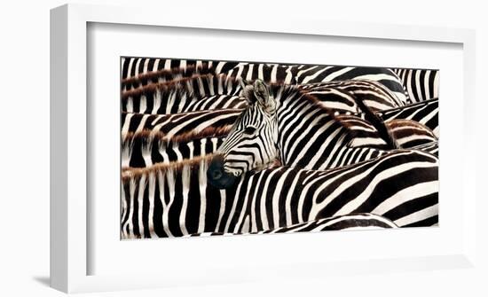 Herd of zebras-Pangea Images-Framed Art Print