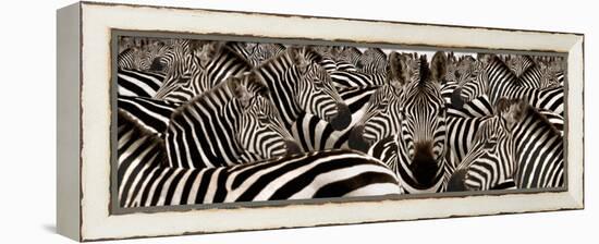 Herd of Zebras-null-Framed Premier Image Canvas