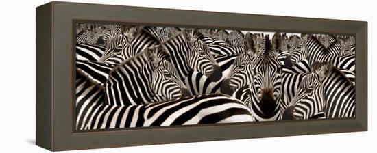 Herd of Zebras-null-Framed Premier Image Canvas