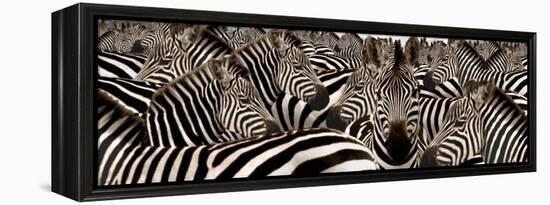 Herd of Zebras-null-Framed Premier Image Canvas