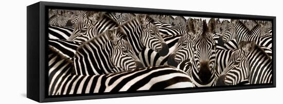 Herd of Zebras-null-Framed Premier Image Canvas
