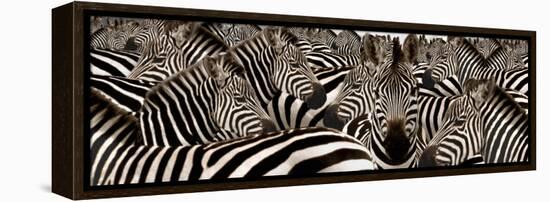 Herd of Zebras-null-Framed Premier Image Canvas