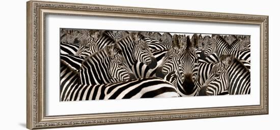 Herd of Zebras-null-Framed Photographic Print