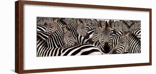 Herd of Zebras-null-Framed Photographic Print