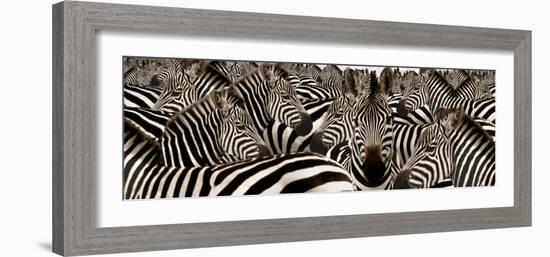 Herd of Zebras-null-Framed Photographic Print