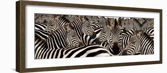 Herd of Zebras-null-Framed Photographic Print