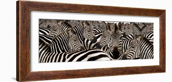 Herd of Zebras-null-Framed Photographic Print