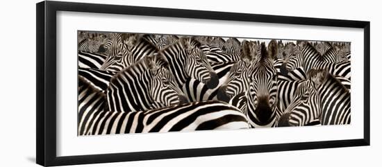 Herd of Zebras-null-Framed Photographic Print