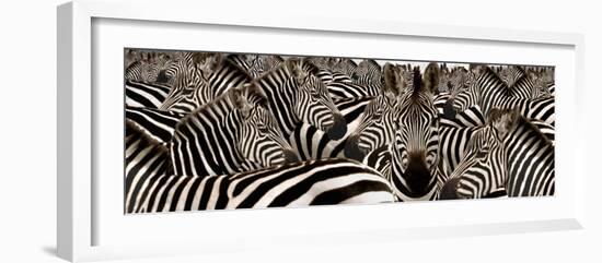 Herd of Zebras-null-Framed Photographic Print