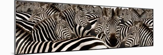 Herd of Zebras-null-Mounted Photographic Print
