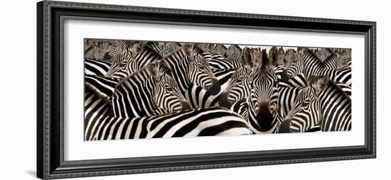 Herd of Zebras-null-Framed Photographic Print